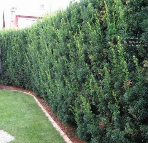 🌿 Тис 'Hicksii' (Taxus × media 'Hicksii') в касеті