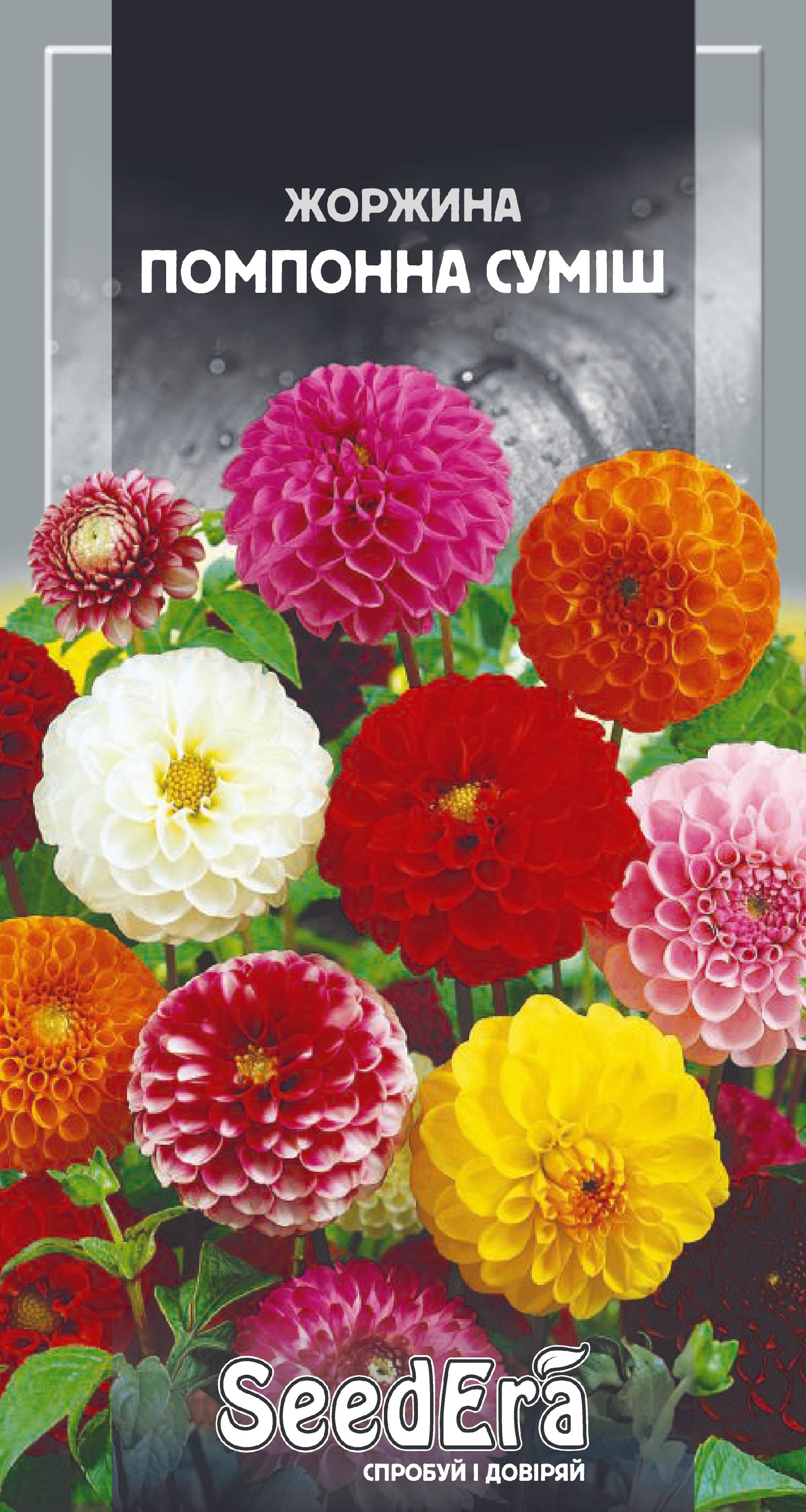 Насіння Квіти Жоржина Помпонна суміш, 0,5 г
