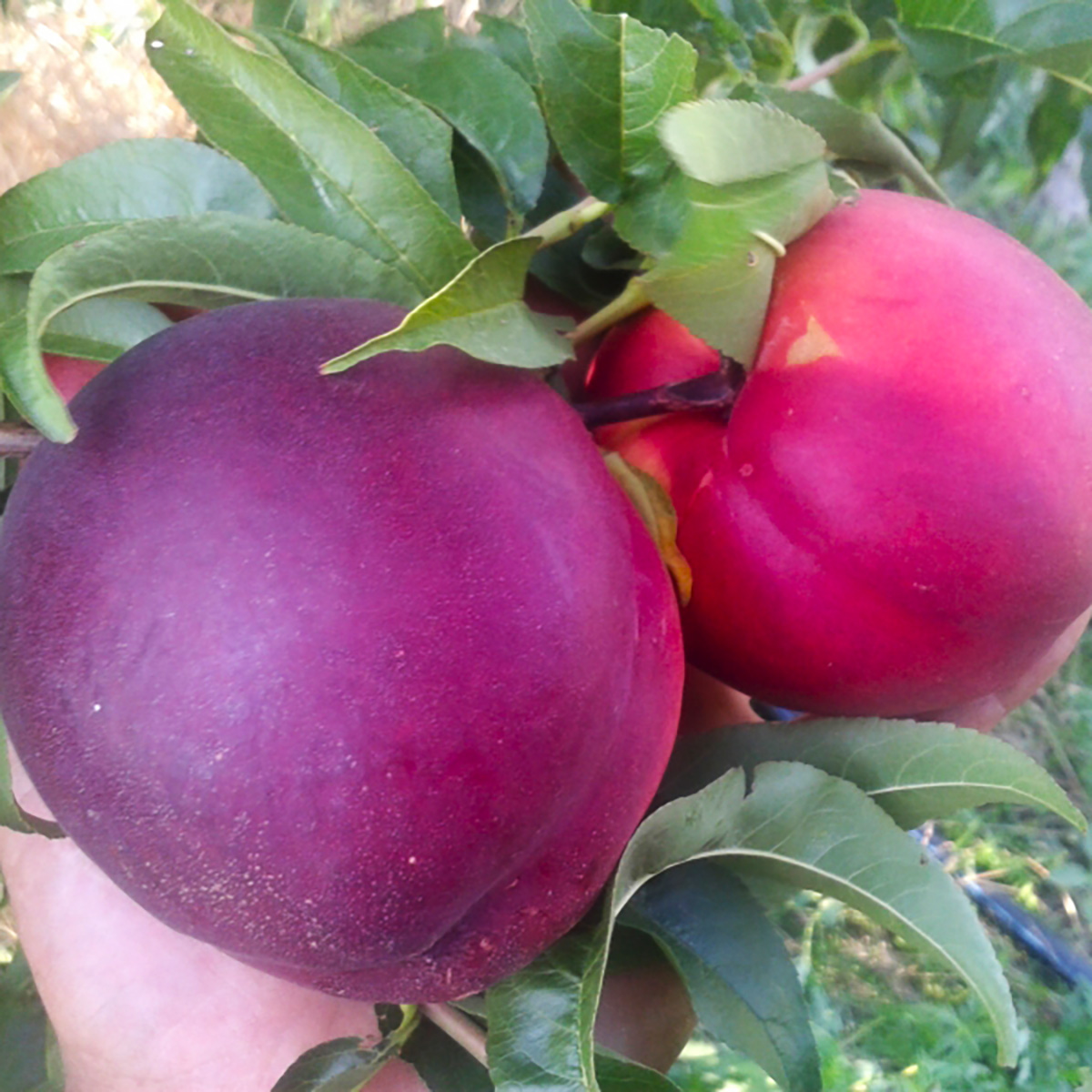 Нектарин Геа