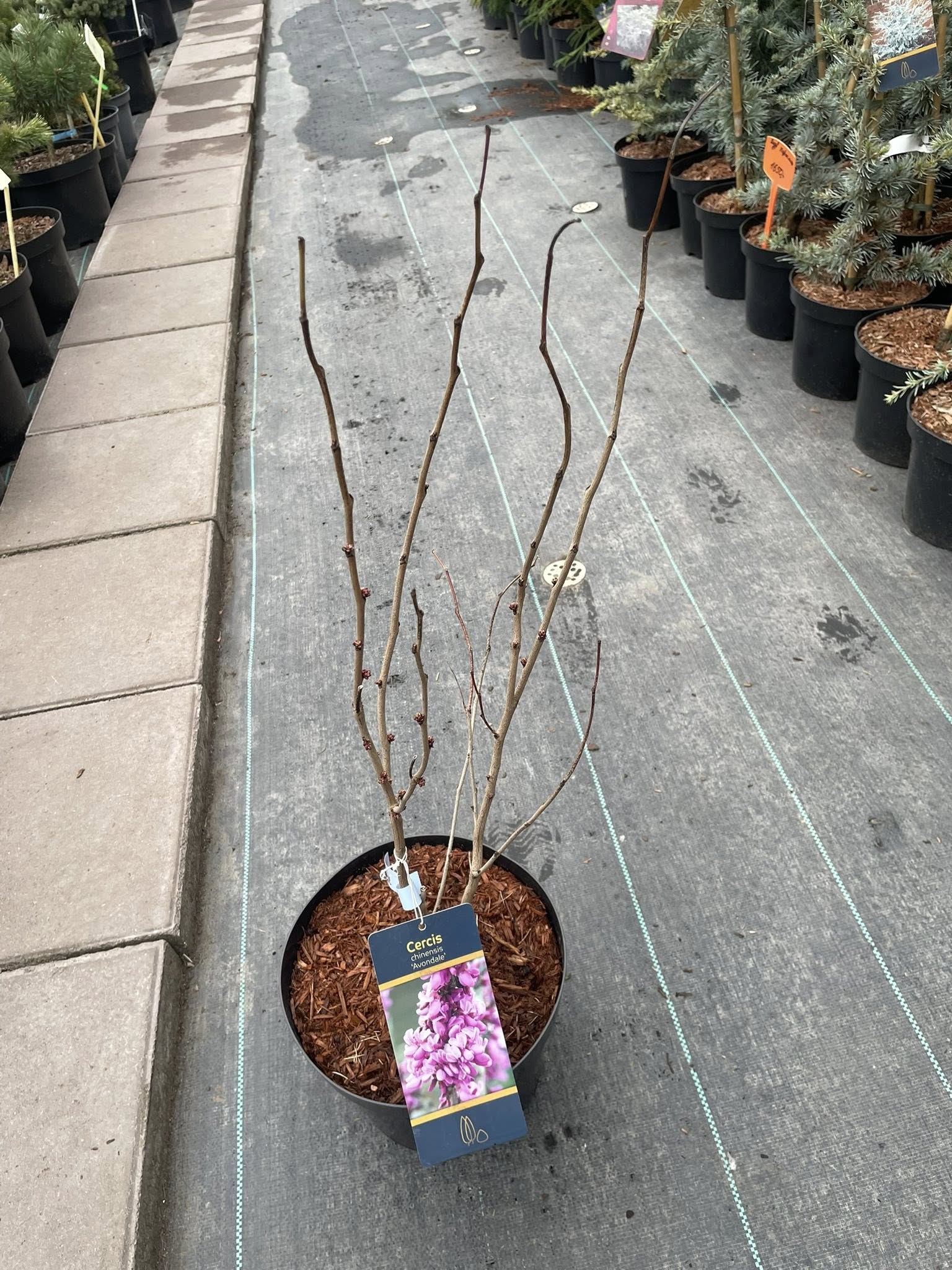 Церціс китайський 'Avondale' (Cercis chinensis 'Avondale')