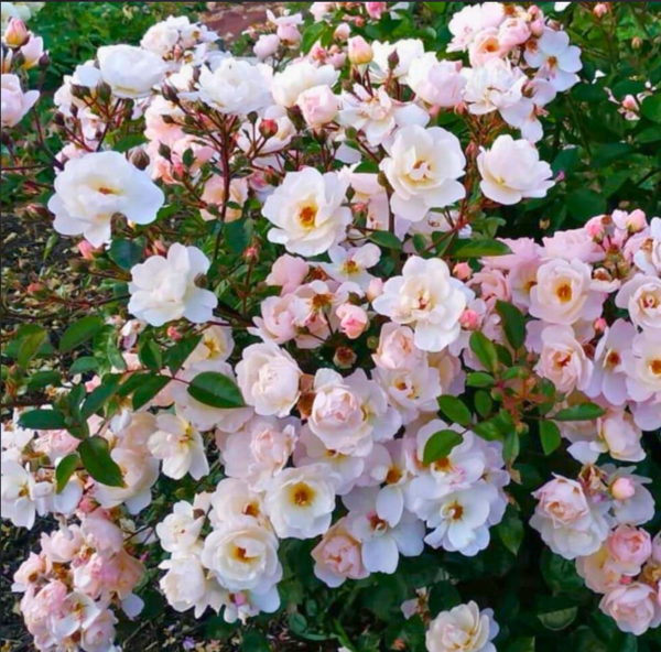 Цукрова Вата — Cukrowa Wata