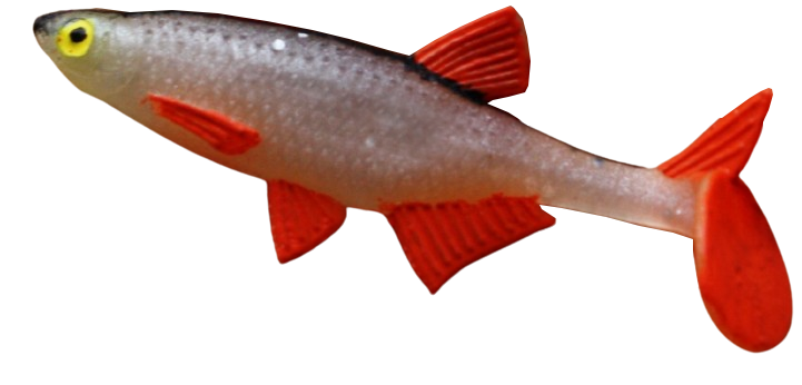 Alburnus Shad 3