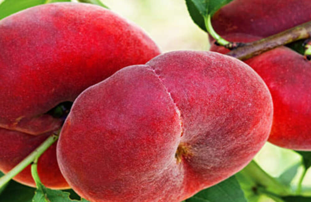 Персик інжирний уфо-2