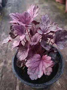 Гейхера Silver Gumdrop у горщику р.12