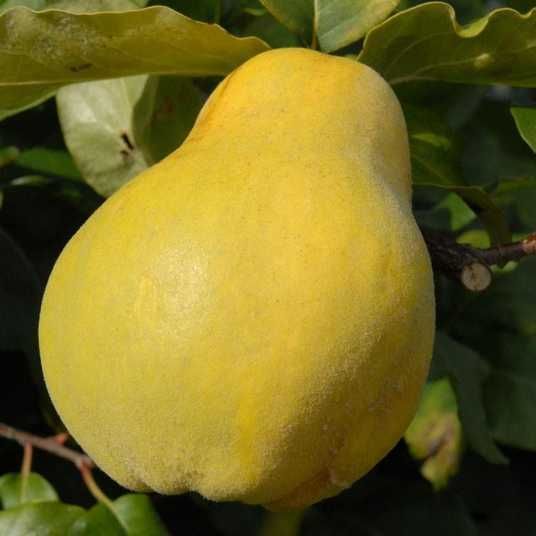 Айва Кримська ароматна