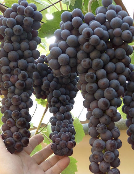 Гурзуфський розовий