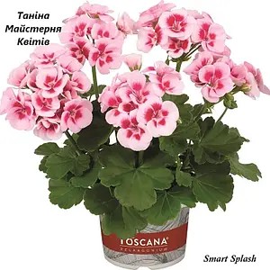 Пеларгонія зональна Smart Splash