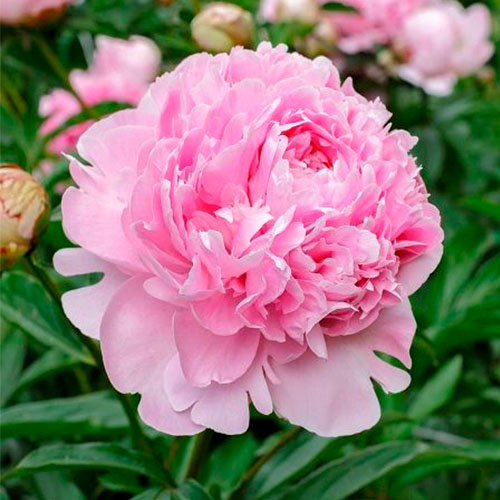 Півонія Сара Бернар