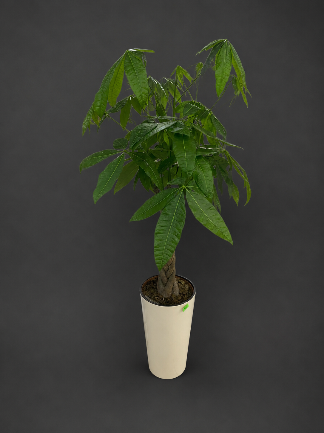 Pachira Aquatica  1,10 cm 