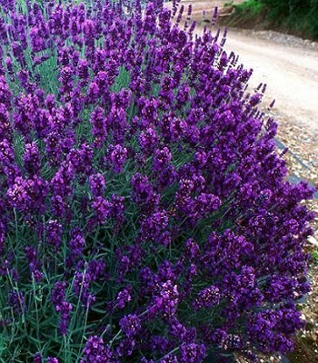 🌸 Лаванда вузьколиста 