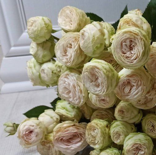 Місті Трендсеттер (Misty Trendsetter)