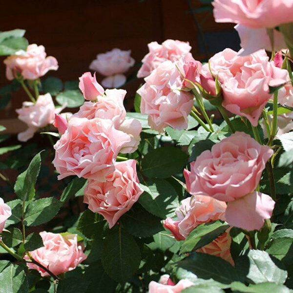 Дафна (шраб, витка) — Porcelaine d’Orient (Daphna)