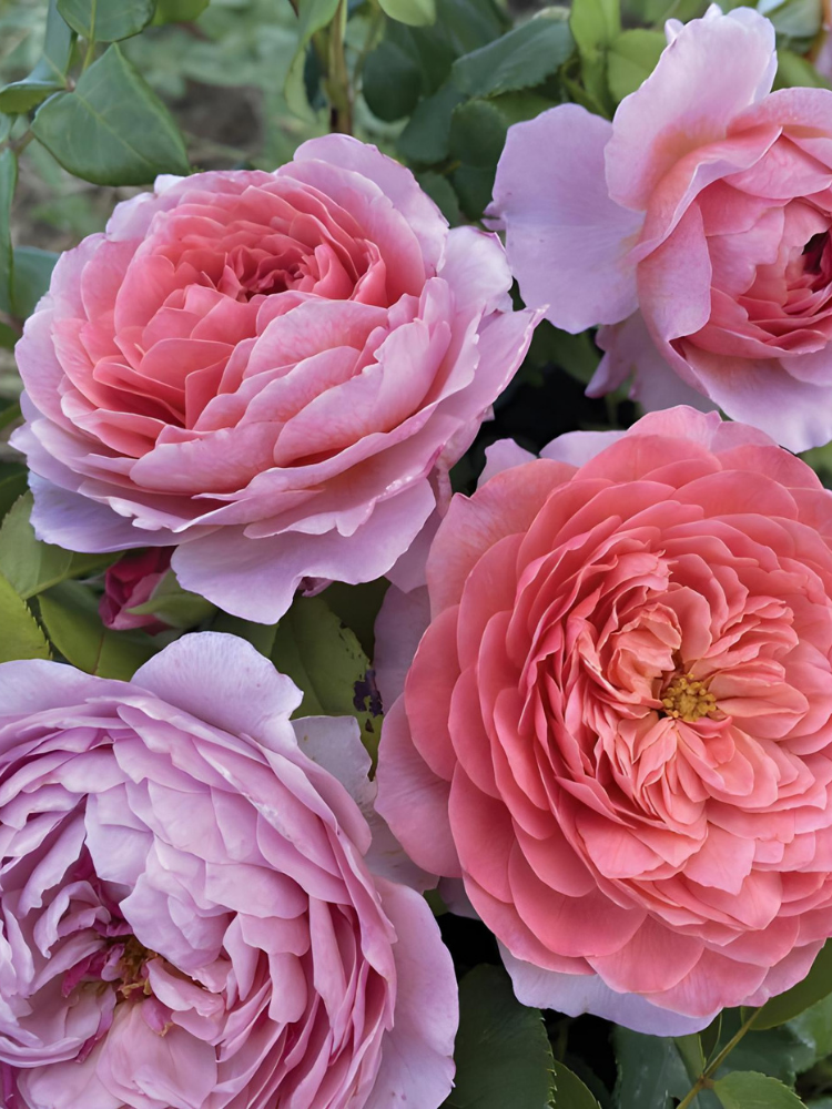 Троянда чайно-гібридна Eisvogel