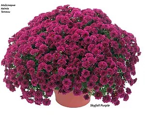 Хризантема ампельна Skyfall Purple (касетна розсада)