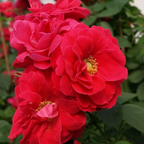 Джордж Ванкувер (George Vancouver)