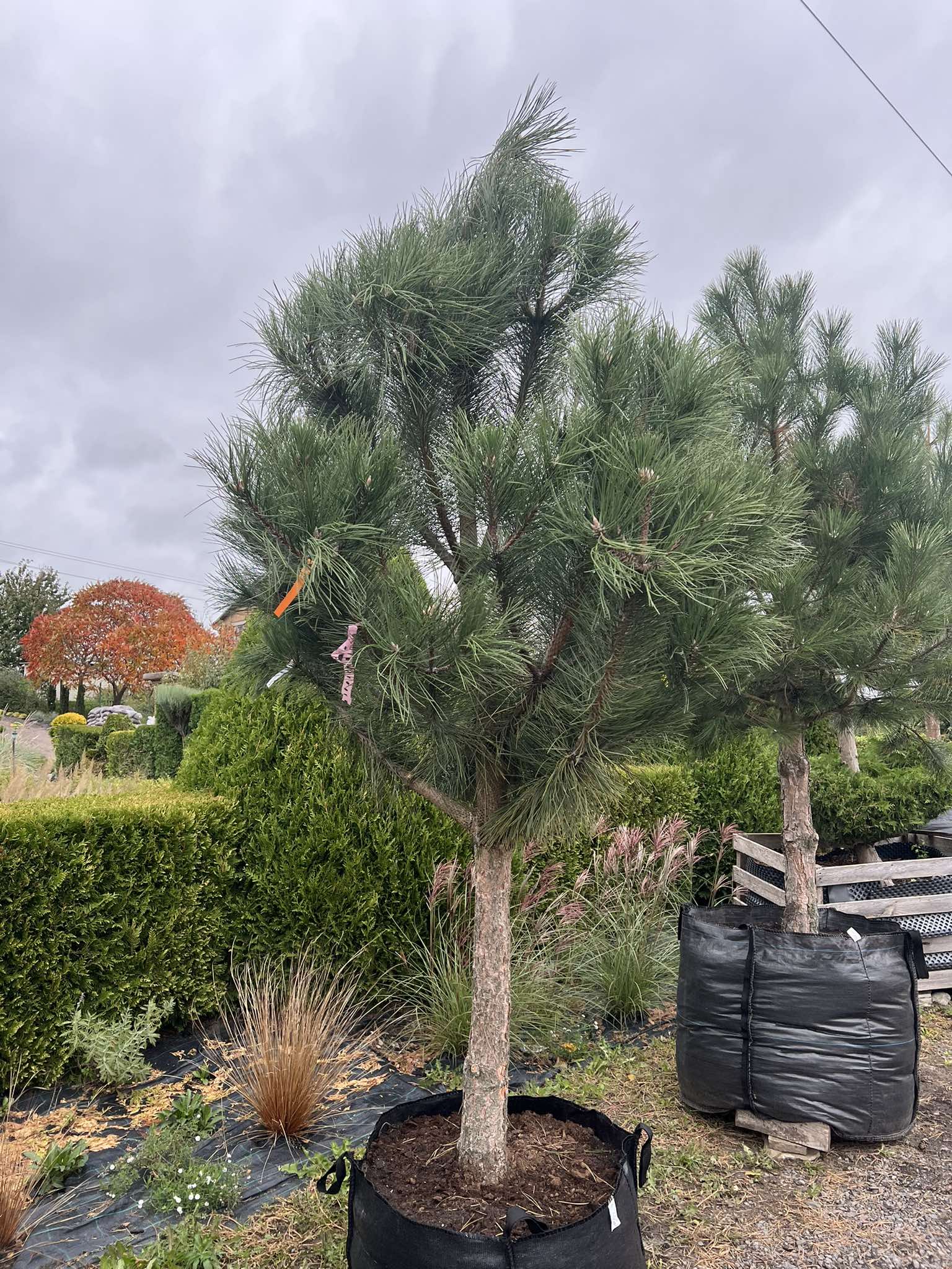 Сосна Чорна