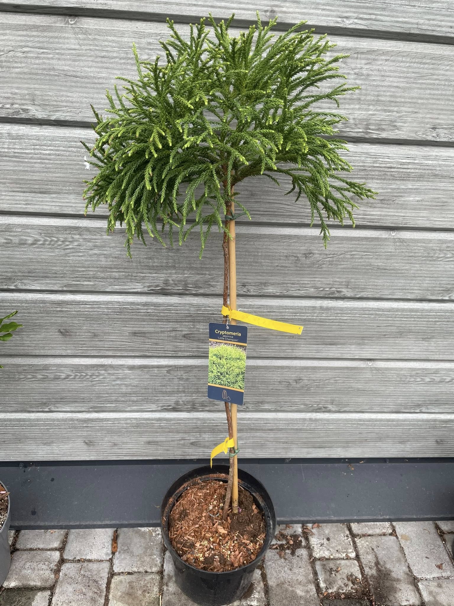Криптомерія японська 'Літтл Чемпіон' на штамбі (Cryptomeria japonica 'Little Champion')