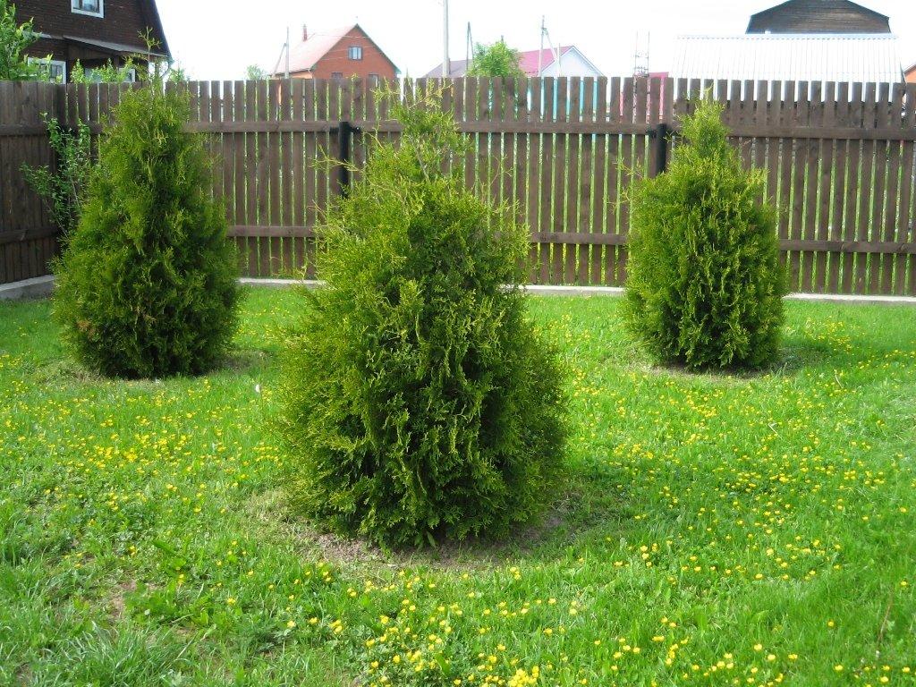 Туя Брабант в комі (мішковина) 120-140см