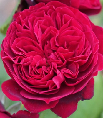 🌹 Троянда шраб "Бісантенер де Гійо"