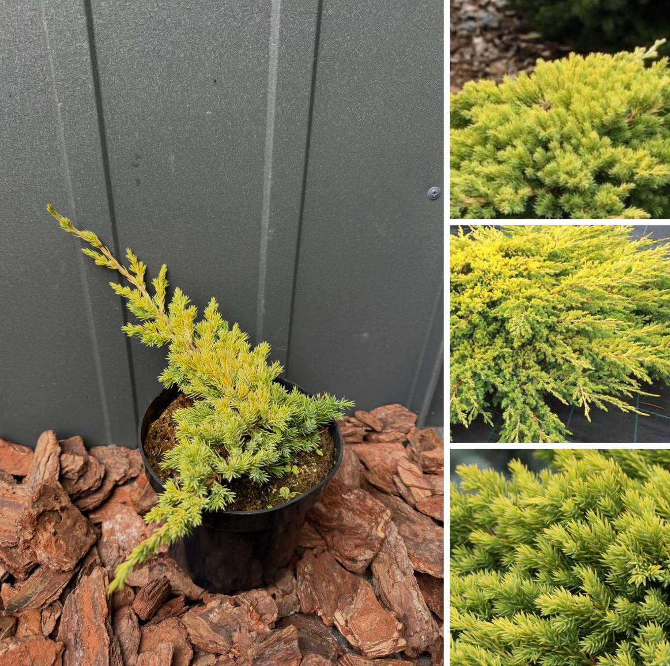 Ялівець кішіогіма