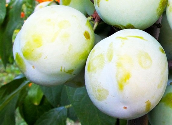 Слива Ренклод Зелений