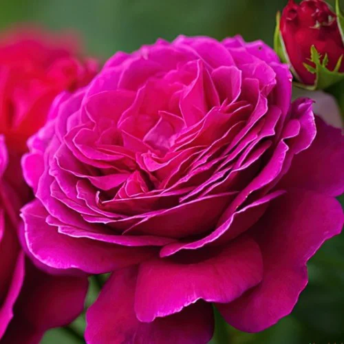 Біг Перпл (Big Purple)