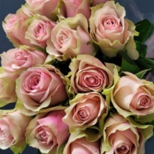 БЕЛЛА РОСА ( Bella Rosa) зрізочна чайногібридна новинка