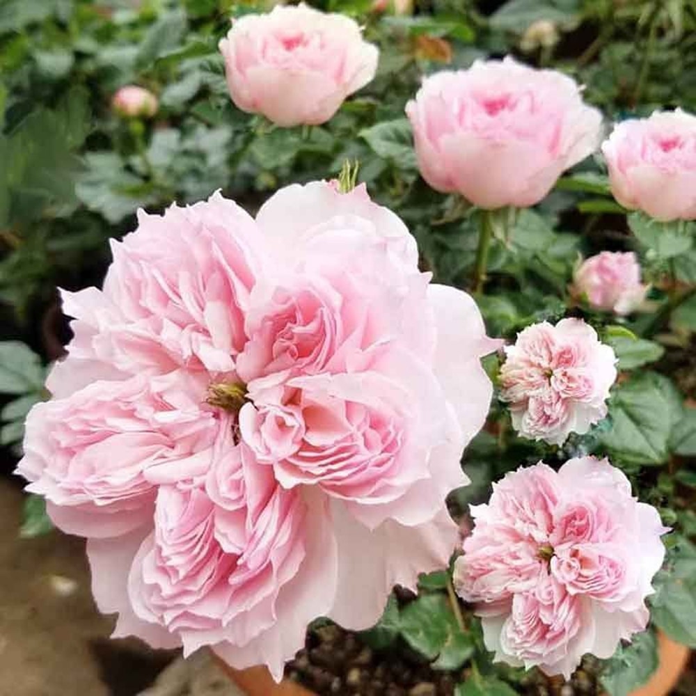 Сесіль де Воланж (Cecil de Volanges)