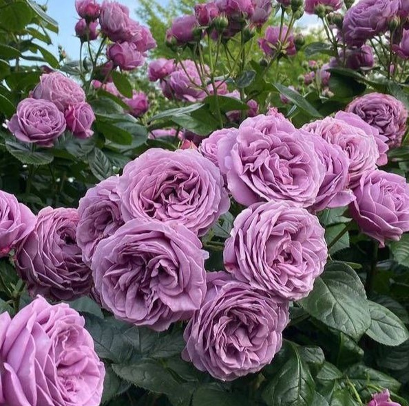 Блу Скай Фрілендер (Blue Sky Freelander)