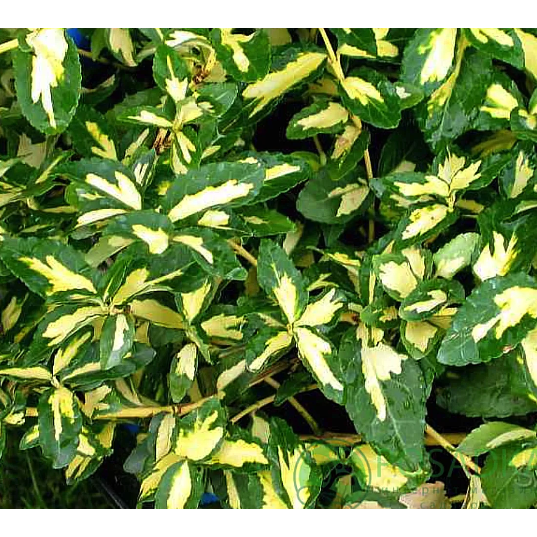 🌿 Бересклет Санспот (Euonymus fortunei 'Sunspot')