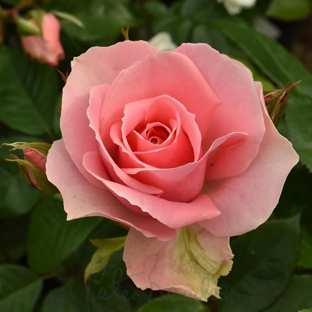 Ю А Бьютіфул (You Are Beautiful)