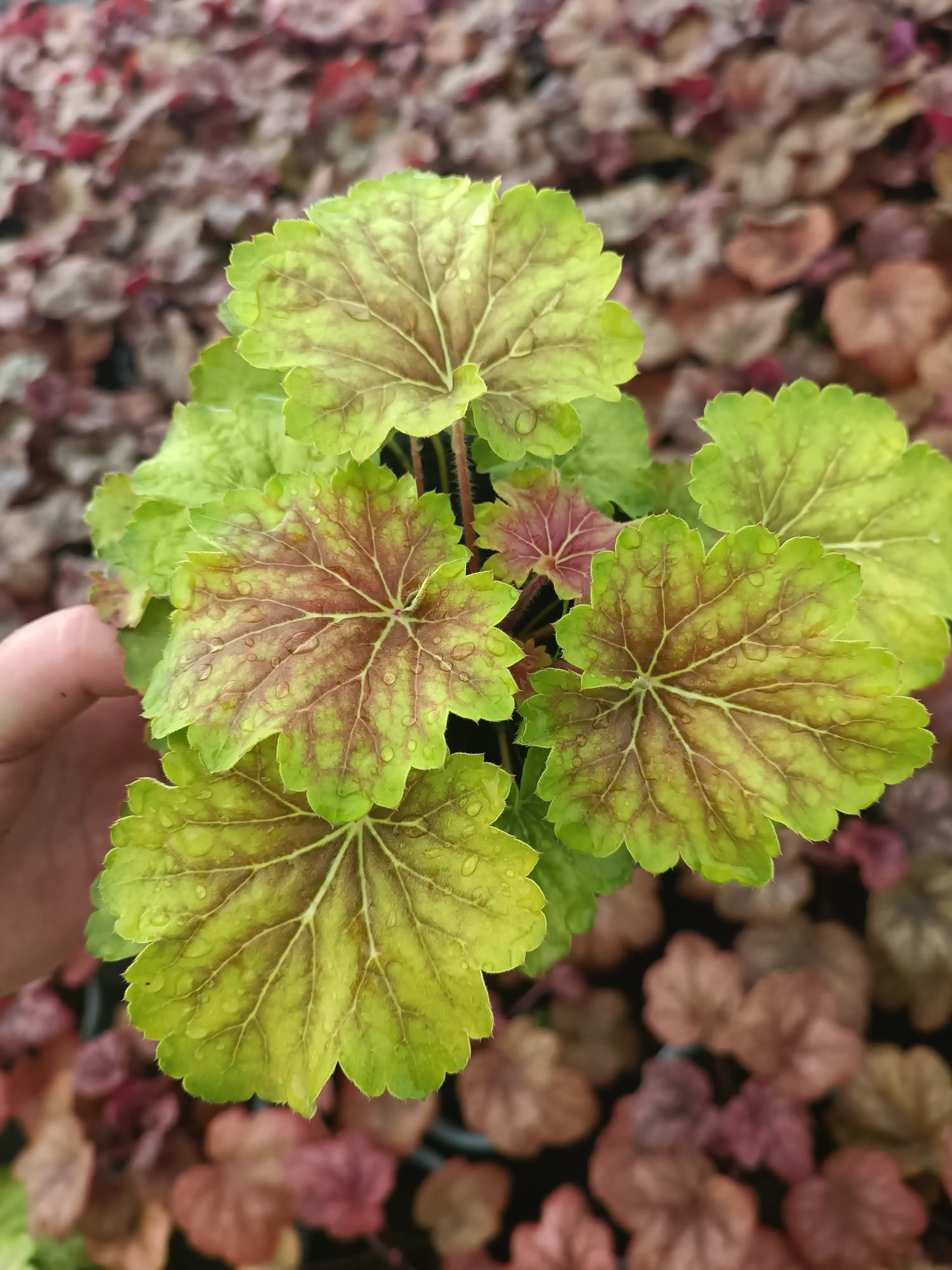 Гейхера Delta Dawn у горщику 2л