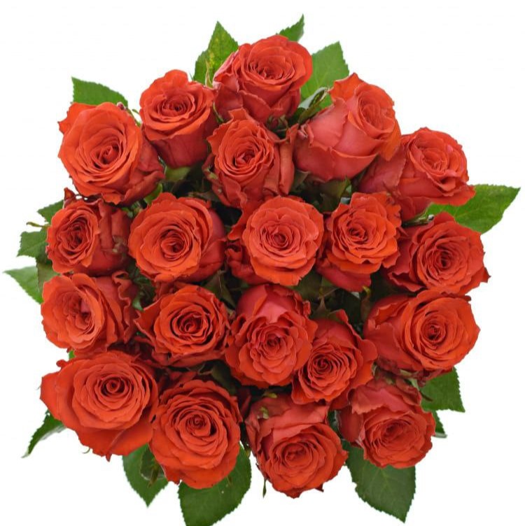 Брайт Торч (Bright Torch)