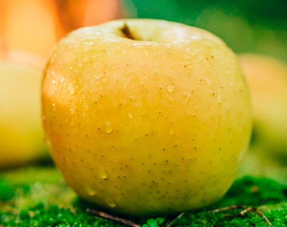 Яблуня Оріон