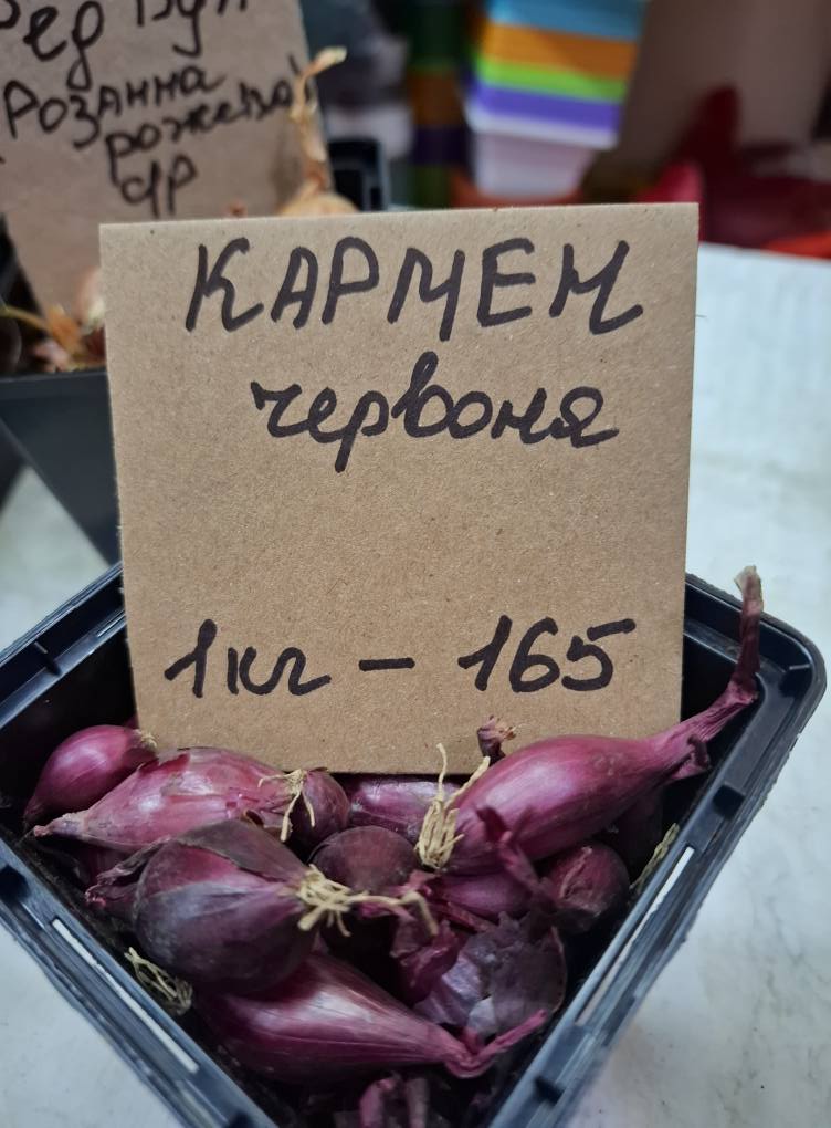 Цибуля Кармен