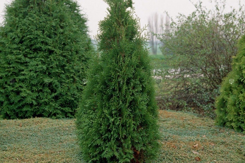Туя Брабант в комі (мішковина) 200-220см