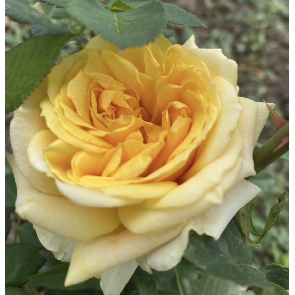 Пектораль — Pectoral