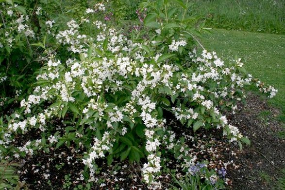🌺 Вейгела гібридна Candida