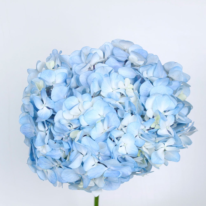 Гортензія Колумбія Блакитна