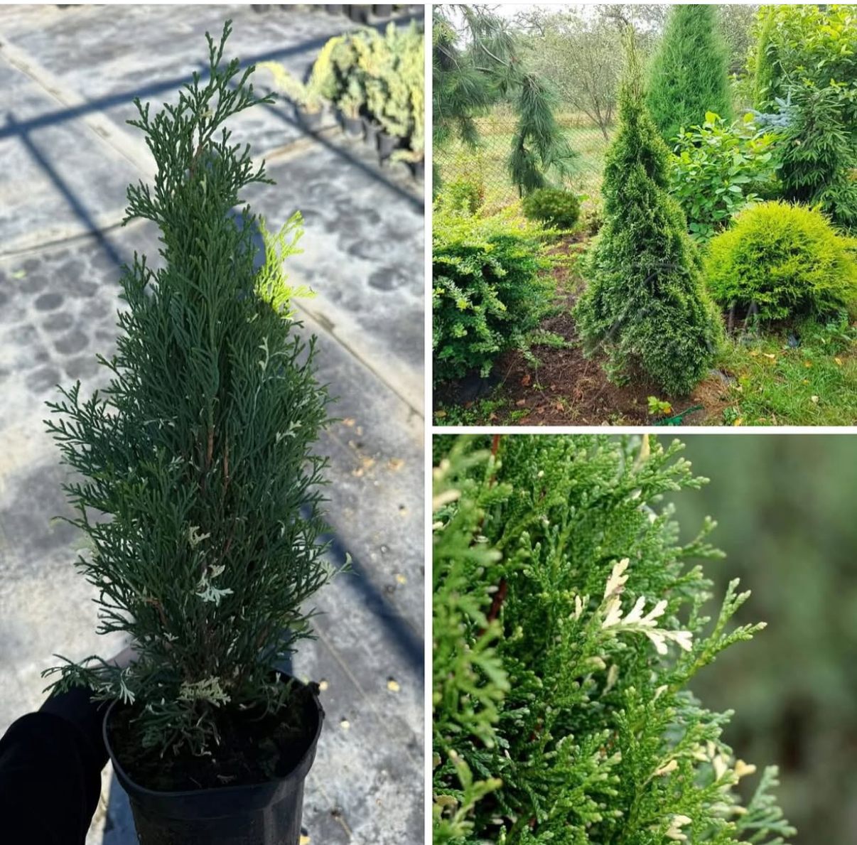 Туя смарагд веріагатна