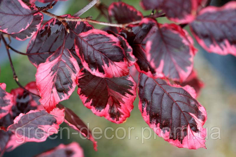 Fagus sylvatica Purpurea Tricolor Бук триколор штамп 140 cm h 150-160