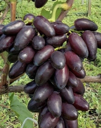 Дніпровський сувенір