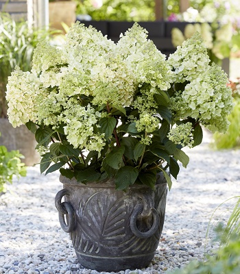 🌸 Гортензія волотиста Bee Happy (Hydrangea paniculata "Bee Happy")