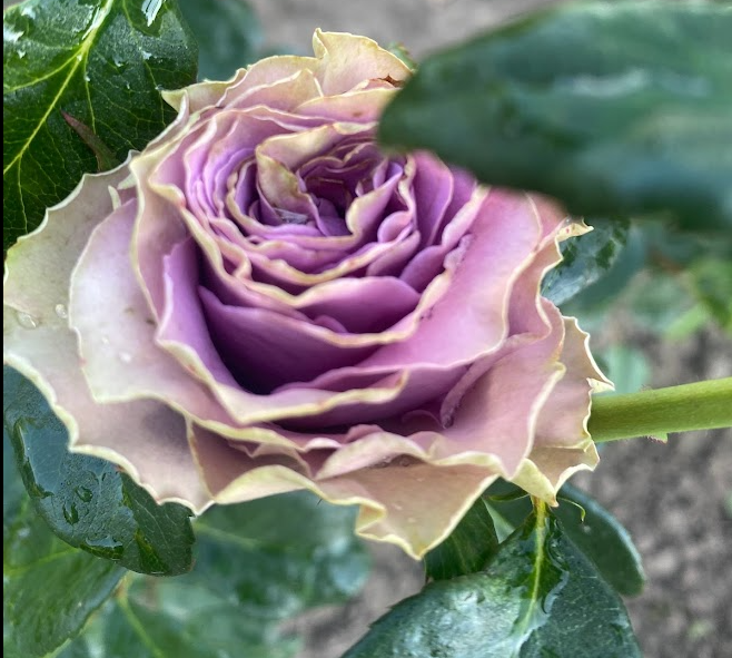 Візантія — Byzantine