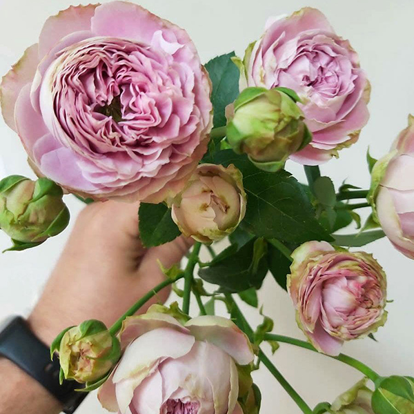 Блоссом Бабблз — Blossom bubbles