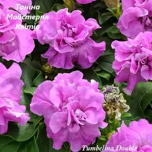 Петунія махрова Tumbelina Double.