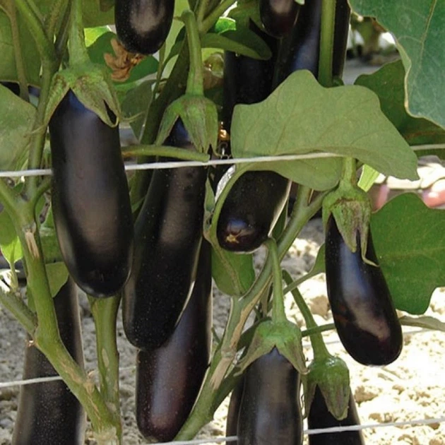 Баклажан ES 3592 500 нас