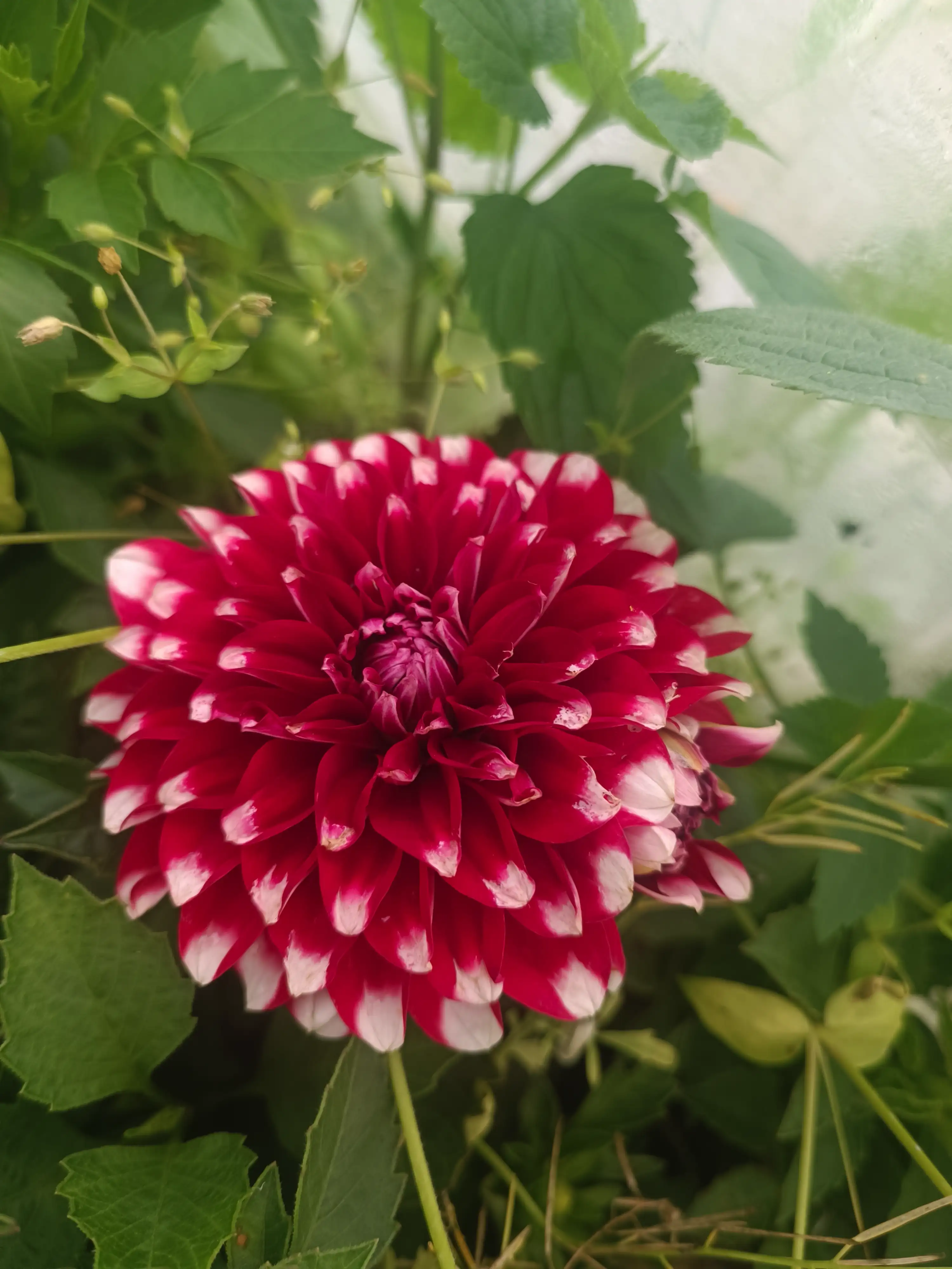 Жоржина Dalina Maxi Merida (касетна розсада)