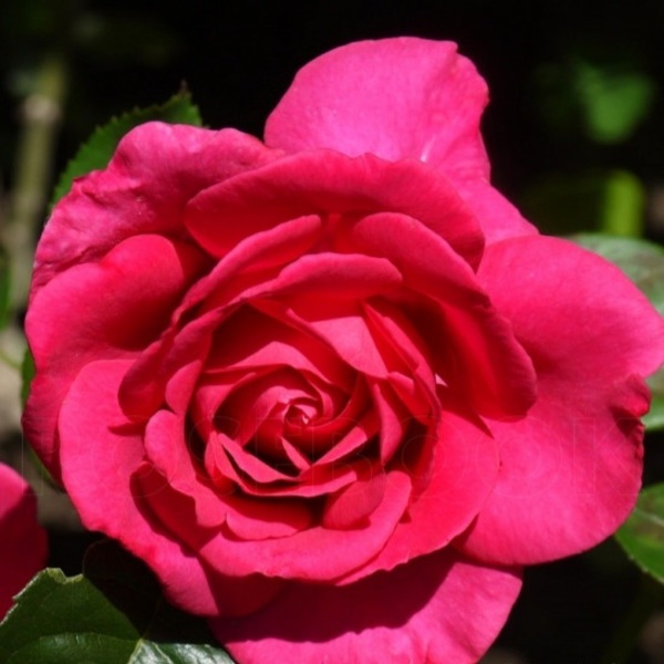 Веласкес — Velasquez