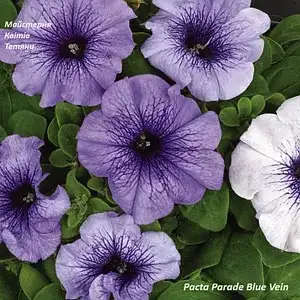 Петунія grandiflora Pacta Parade Blue Vein (касетна розсада)